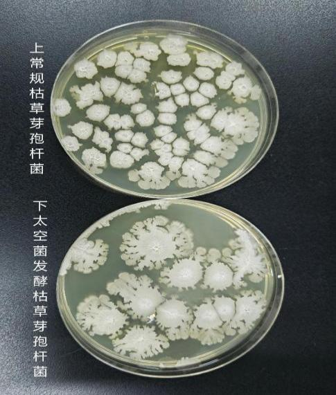 复合从容肽粉：超小分子肽+太空育种，营养吸收的“双引擎”有多强劲？